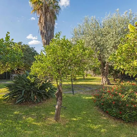 Dell'eucalyptus * Acireale